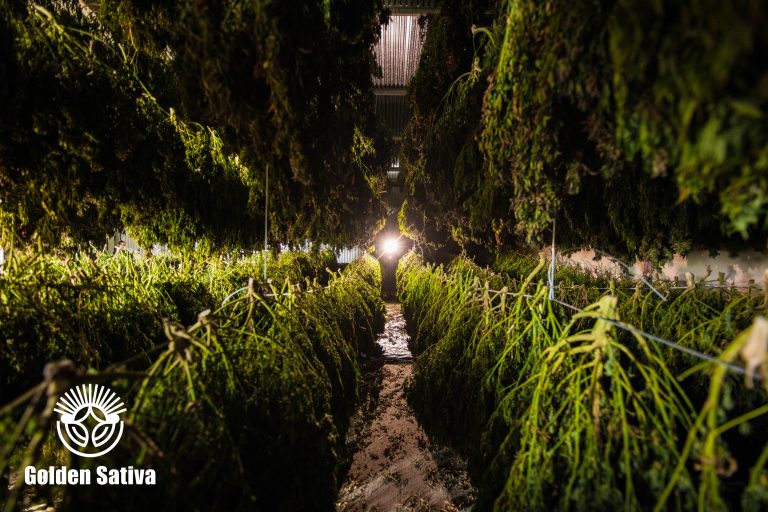 Golden_Sativa-7