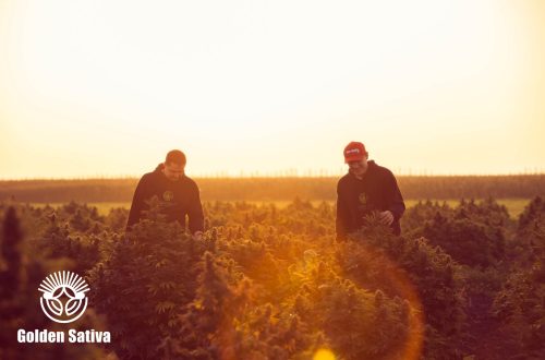 Golden_Sativa-8
